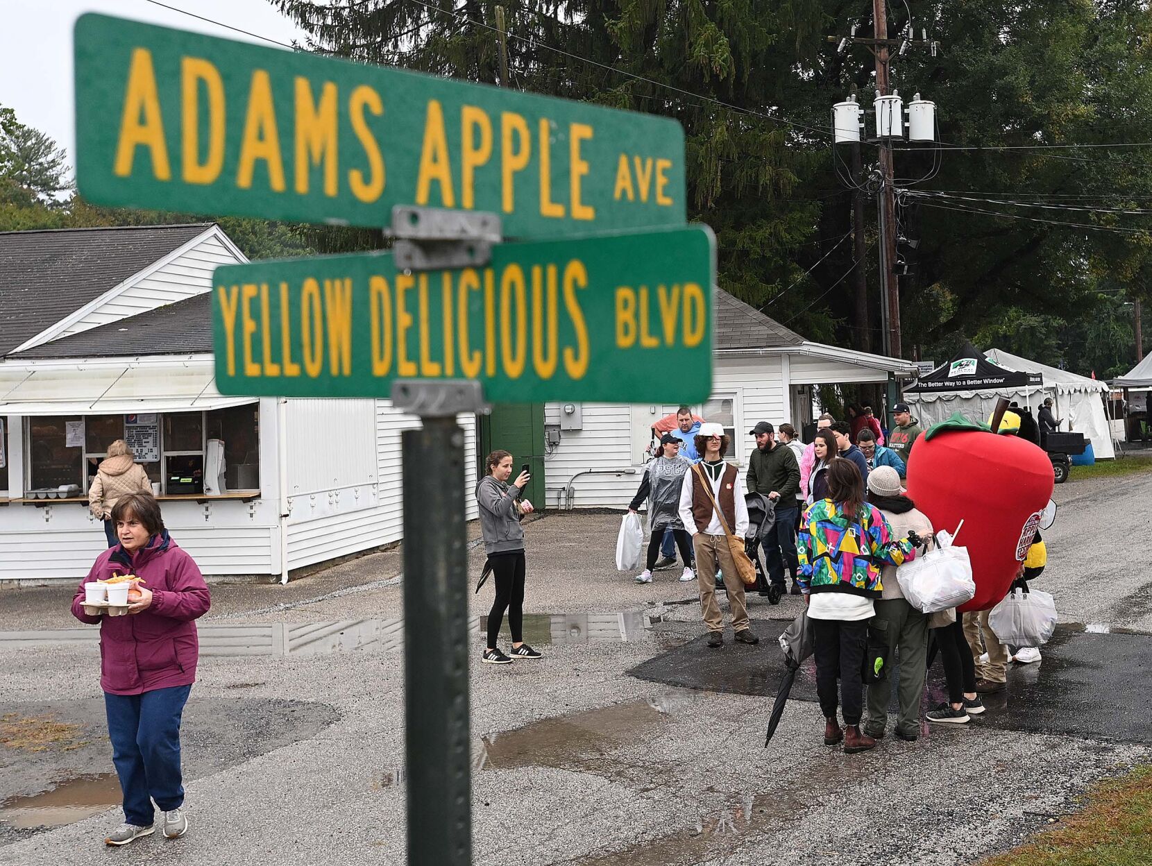 Apple Harvest 17.JPG